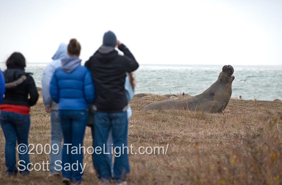 Elephant seals during mating season at Ano Nuevo State Nature Reserve north of Santa Cruz, California.