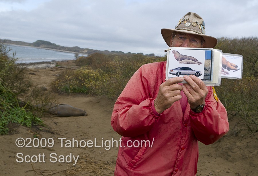 Picture of a full grown male Elephant seal compared to a car