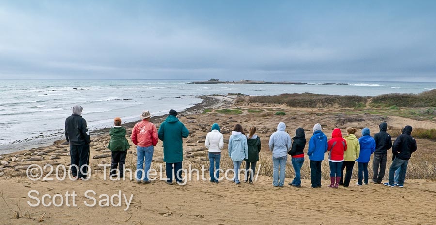 A High School science class from Richmond takes in the vast beach full of Elephant Seals and their pups.