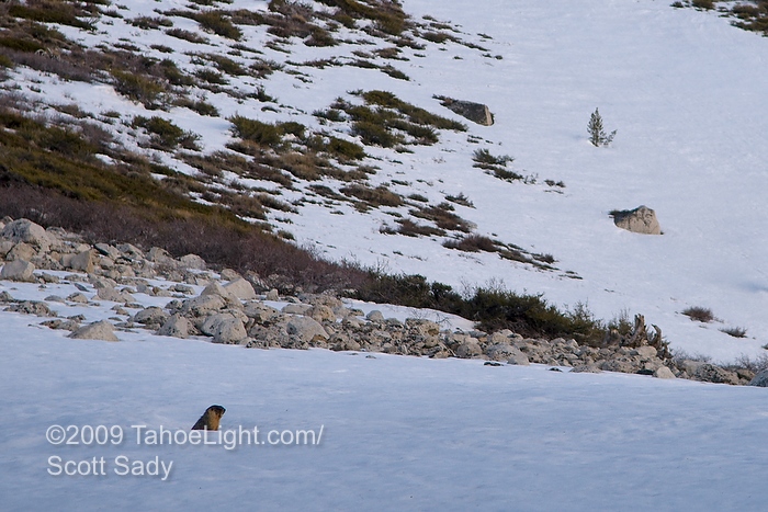 A marmot peaks at us from far away