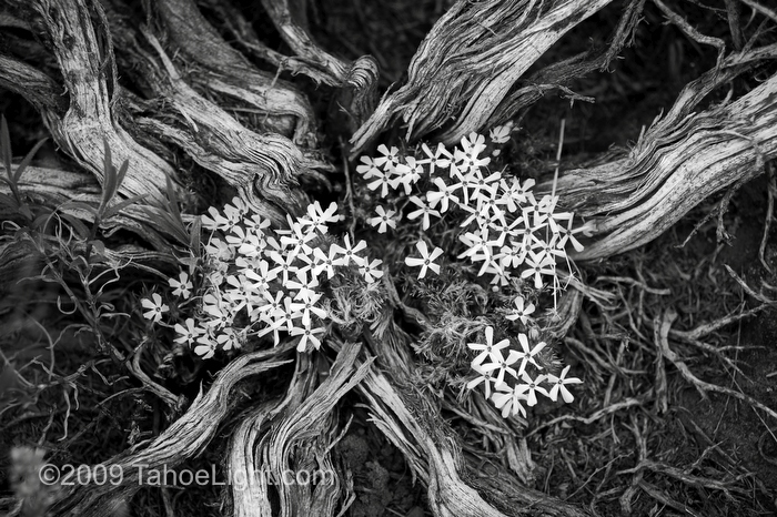 Phlox grows from a dead gnarled stump near our camp in the Black Rock desert north of Gerlach, NV.