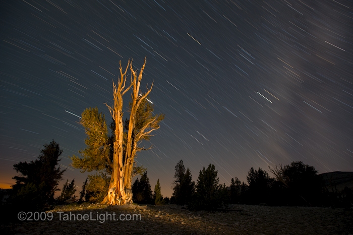 Bristlecone pine tree and star trail photography at dawn My first test shot for star trail photography in the bristlecone pine tree grove. This exposure ended about an hour before dawn, so I was able to catch a bit of blue in the sky. The bristlecone pine tree was lit with a flashlight.