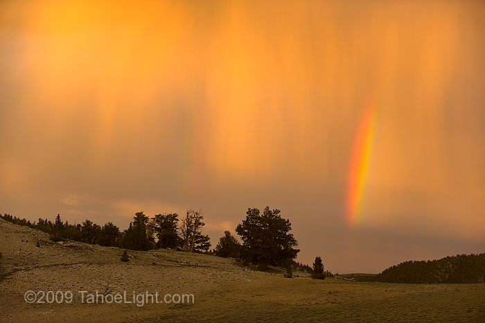 Double rainbow and bristlecone pine trees A brief double rainbow over a small grove of ancient bristlecone pine trees