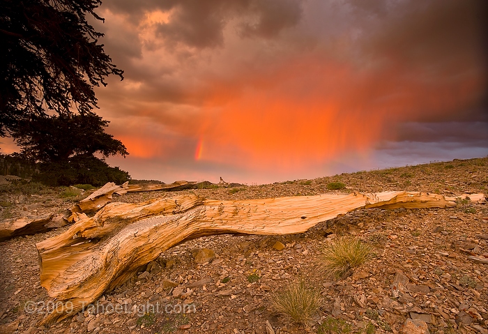 Storm clouds over bristlecone pine tree stump A split grade neutral density filter was used to hold back the sky on these storm clouds over a downed bristlecone pine tree