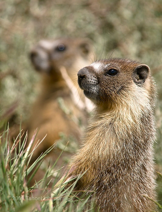 Nature photographs of juvenile marmonts in the white mountains Juvenile marmonts are a curious bunch.