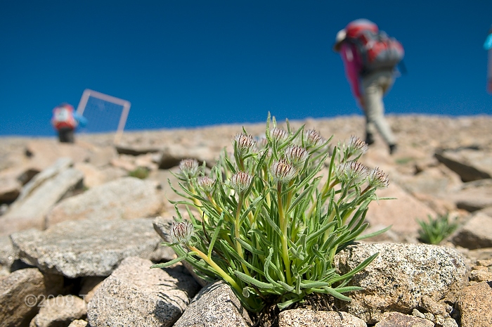 Scientists and research students head up to re-survey first site at Barcroft peak, roughly 13,250 feet in the White Mountains. The first US 5-year resurvey as part of the Global Observation Research Initiative in Alpine Environments or (GLORIA) climate change survey at the first US master-site in the White Mountains. The University of California's White Mountain Research Station played host to the week-long structured biological and ecological re-survery of several alpine peaks.