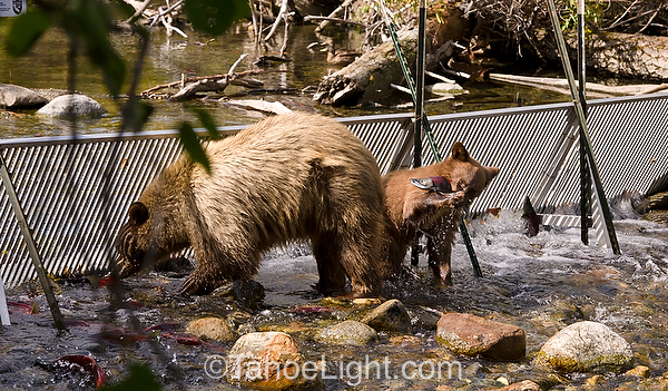 mother bear and her cup fishing at lake tahoe