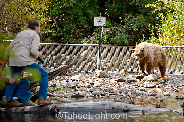 Idiot taking picture of a bear too close