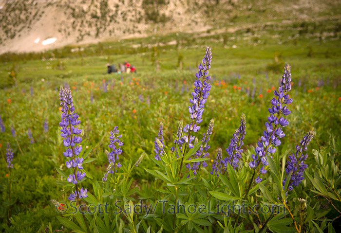 wildfowers and backpackers