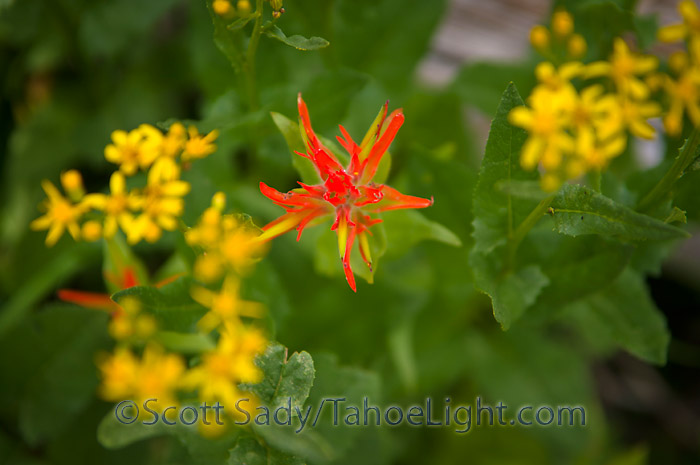 wildflowers