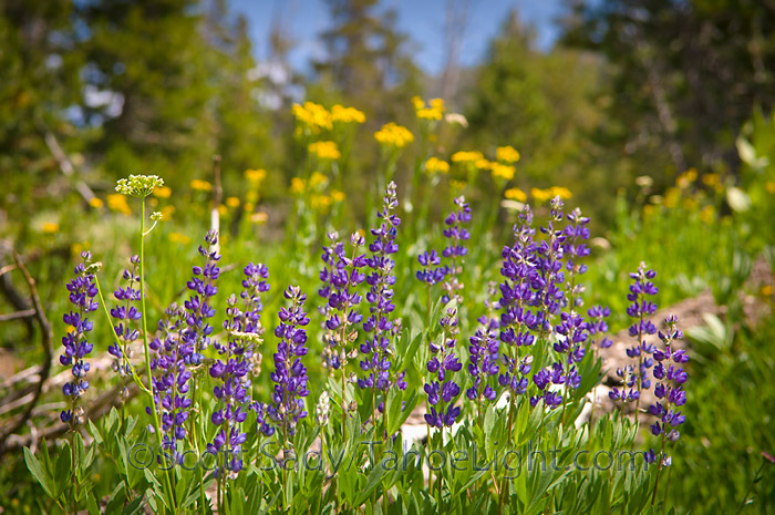 eastern sierra wildflowers