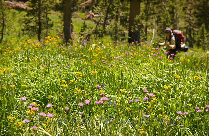 wildflowers in high sierra