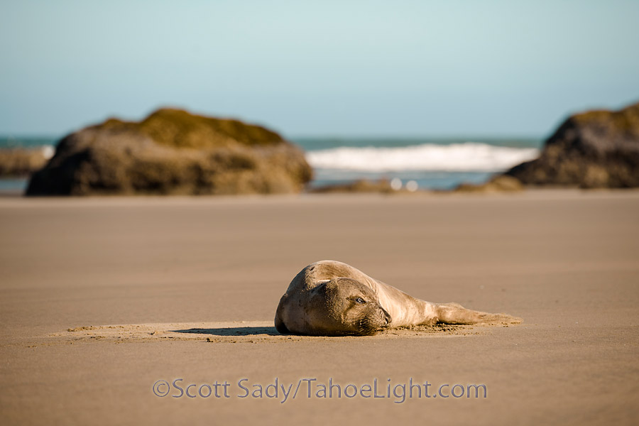 A seal pup seems to have stranded itself on the beach