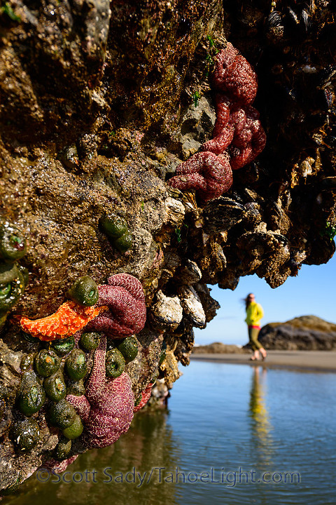 Pillars of starfish at low tide on Bandon Beach in Oregon