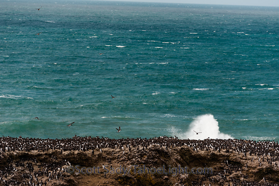 Just off-shore from the Yaquina Head lighthouse is one of the largest seabird colonies in the area.