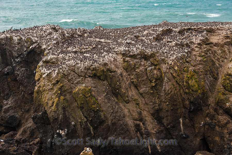 Just off-shore from the Yaquina Head lighthouse is one of the largest seabird colonies in the area.