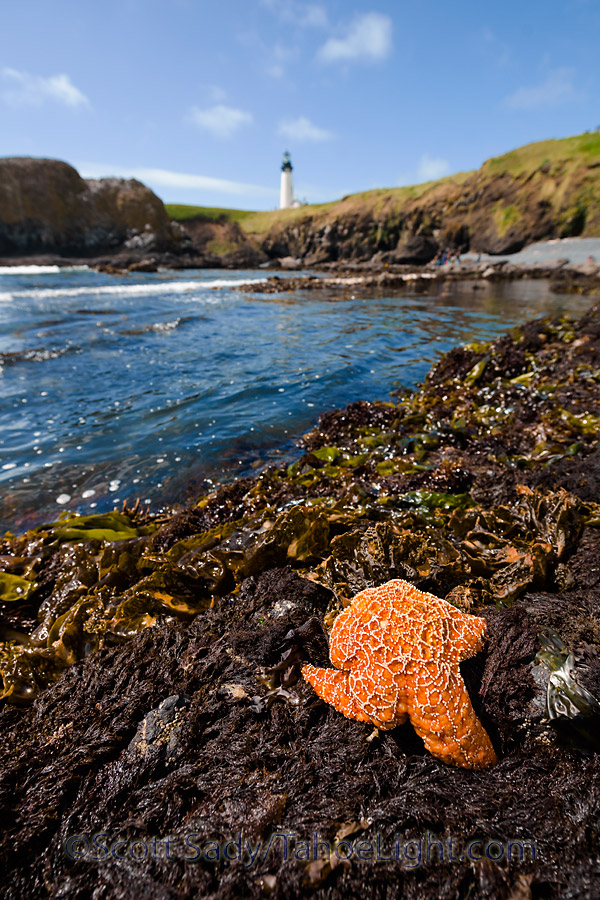 Just across the bridge is the Yaquina head lighthouse. Since it was still low tide, we decided to check out the remarkable tide pools just below. If I were doing this trip again, I would budget a day or two around Newport to try and get some nice light on the lighthouse here and have a variety of tides to work with.