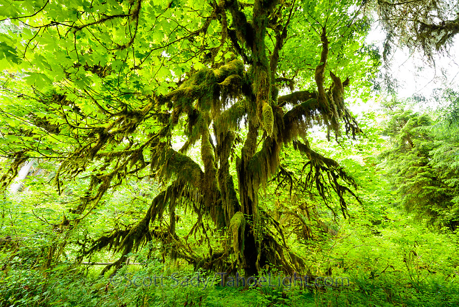 Moss covered trees along the Hall of Mosses trail at the Hoh Rain Forest