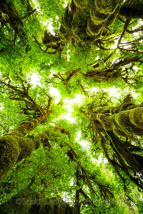 Moss covered trees along the Hall of Mosses trail at the Hoh Rain Forest