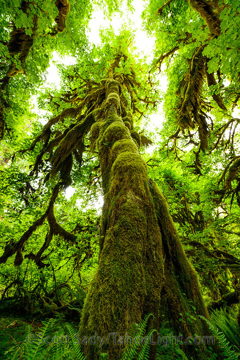 Moss covered trees along the Hall of Mosses trail at the Hoh Rain Forest