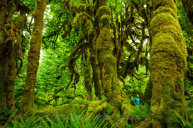 Moss covered trees along the Hall of Mosses trail at the Hoh Rain Forest