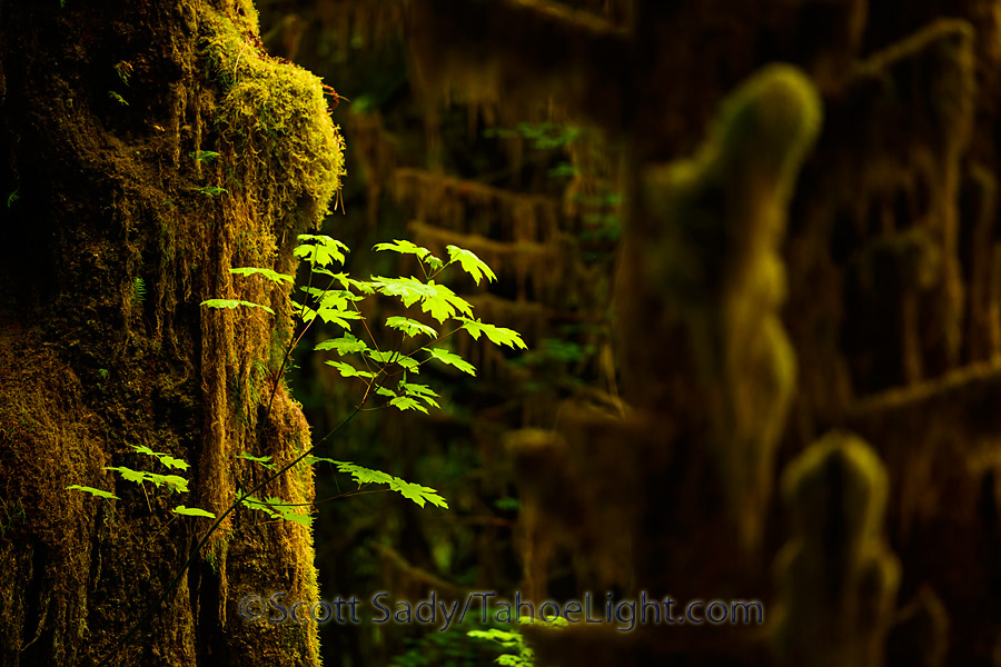 hoh rain forest