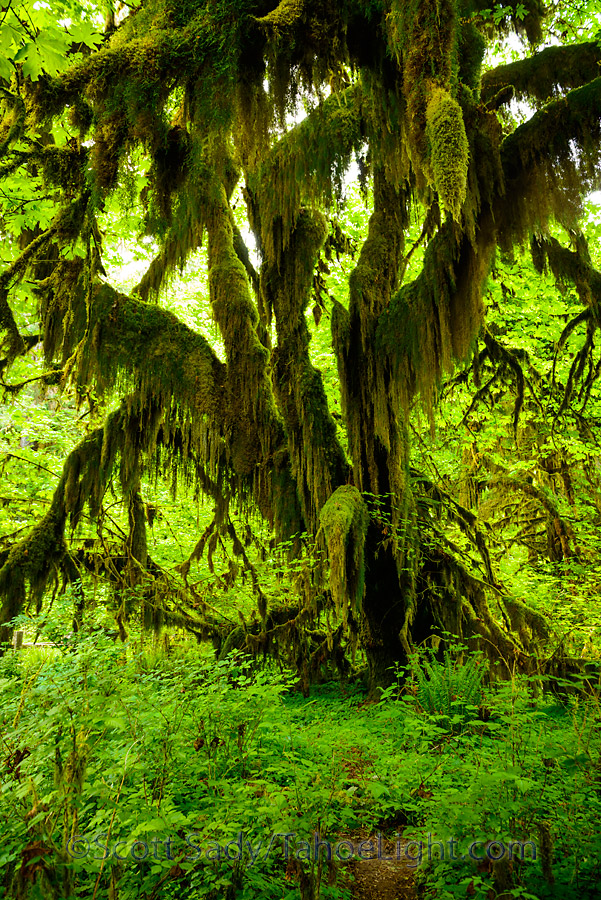 Hoh rain forest