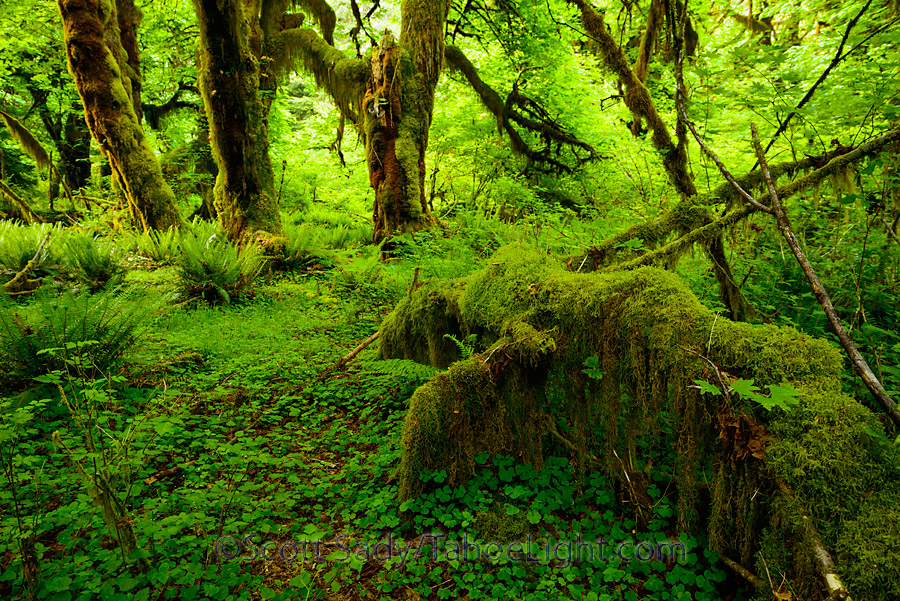 Hoh rain forest