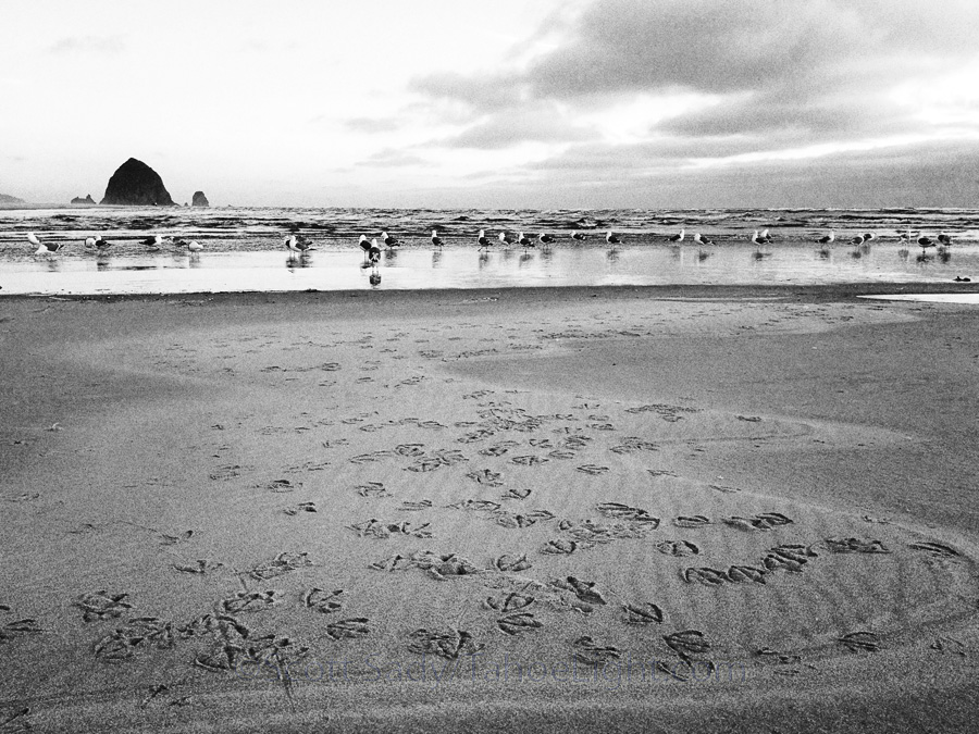 Monique iphone photo of gull footprints at Cannon Beach
