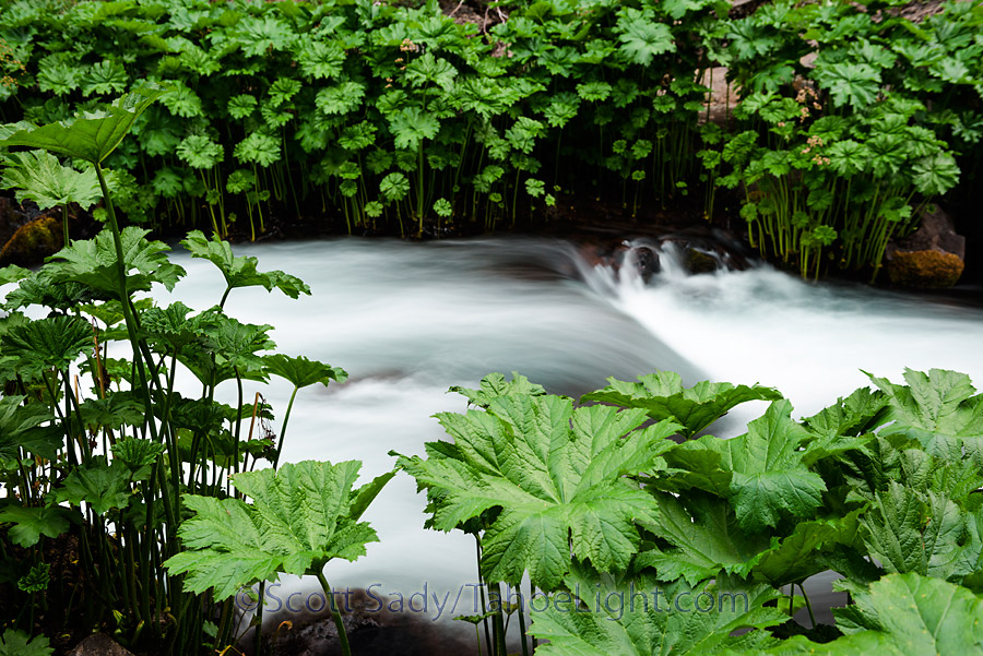 A slow exposure of the McCloud river just above the falls.