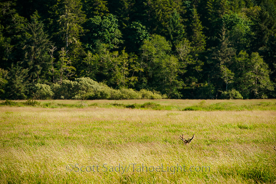 Along highway 38 near Reedsport is the Dean Creek elk viewing area. A quick stop along the road on the way to or from Bandon and you can get up close with the cud-chewing little buggers.