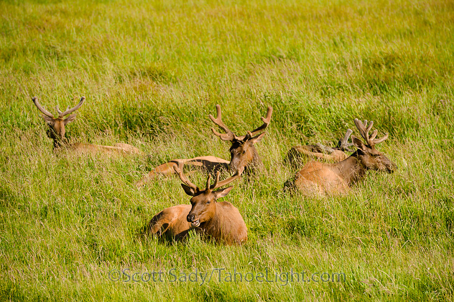 More elk