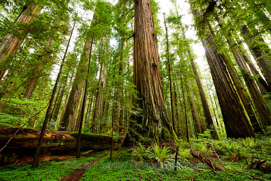Some of the giant redwoods in the Stout Memorial grove at Jedediah Smith Redwoods state park in CA.