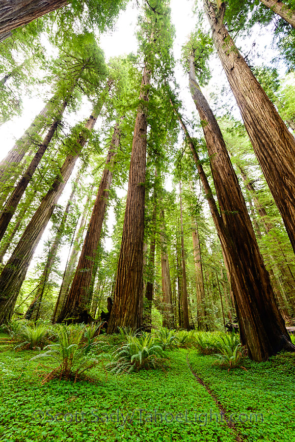 Some of the giant redwoods in the Stout Memorial grove at Jedediah Smith Redwoods state park in CA.