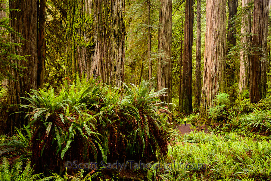 Some of the giant redwoods in the Stout Memorial grove at Jedediah Smith Redwoods state park in CA.