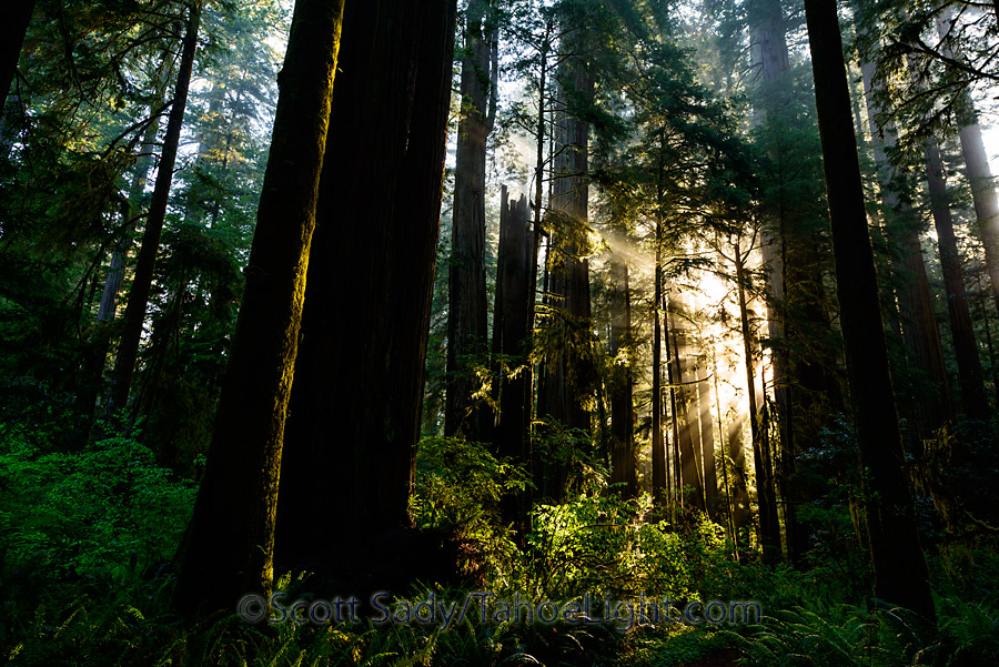 Beams of early morning light in the redwoods at Jedediah Smith state park in California.