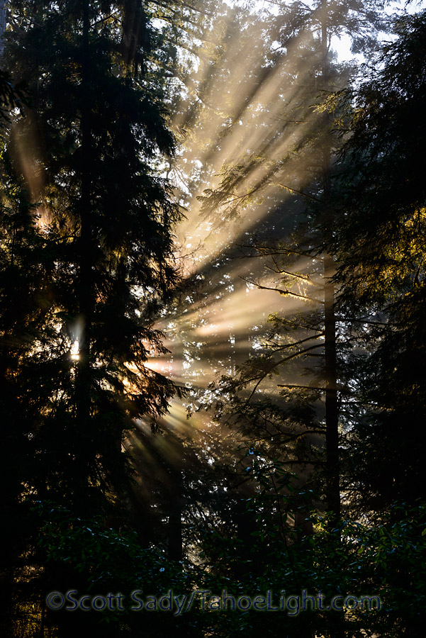Beams of early morning light in the redwoods at Jedediah Smith state park in California.