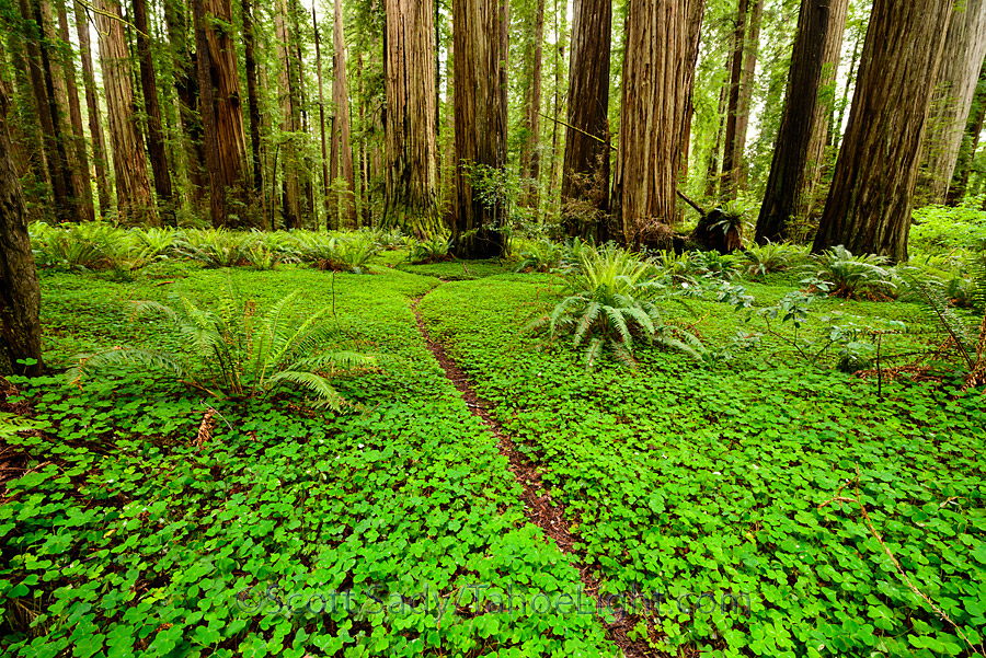 Some of the giant redwoods and clover covered trails in the Stout Memorial grove at Jedediah Smith Redwoods state park in CA.