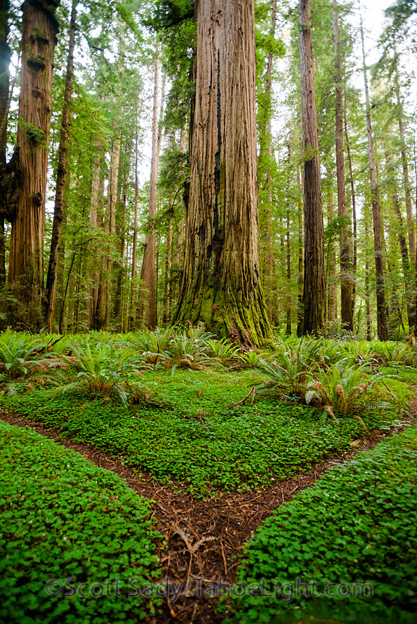 Some of the giant redwoods and clover covered trails in the Stout Memorial grove at Jedediah Smith Redwoods state park in CA.
