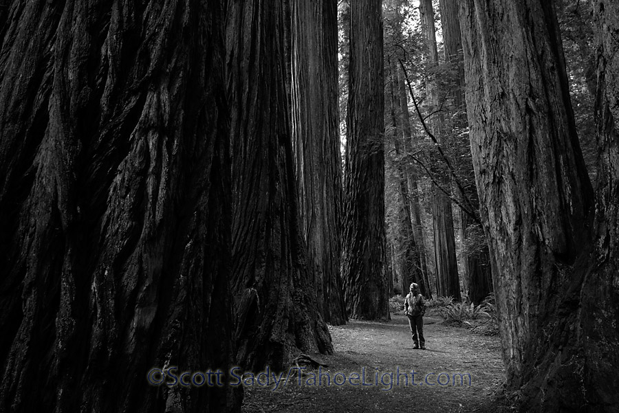 Monique among the giant redwoods in the Stout Memorial grove at Jedediah Smith Redwoods state park in CA.