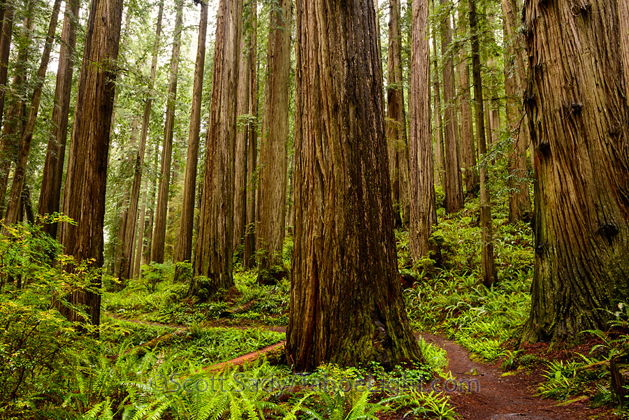 Some of the giant redwoods and clover covered trails in the Stout Memorial grove at Jedediah Smith Redwoods state park in CA.