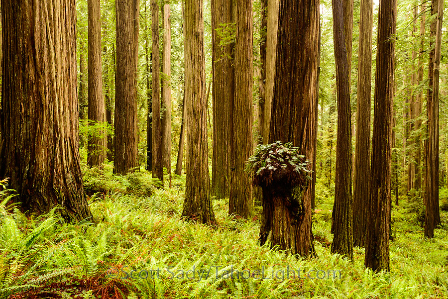 Some of the giant redwoods and clover covered trails in the Stout Memorial grove at Jedediah Smith Redwoods state park in CA.