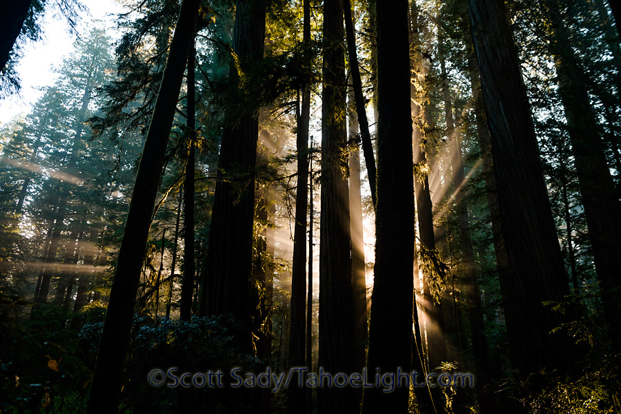 Beams of early morning light in the redwoods at Jedediah Smith state park in California.