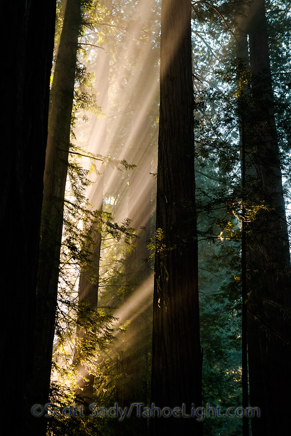 Beams of early morning light in the redwoods at Jedediah Smith state park in California.