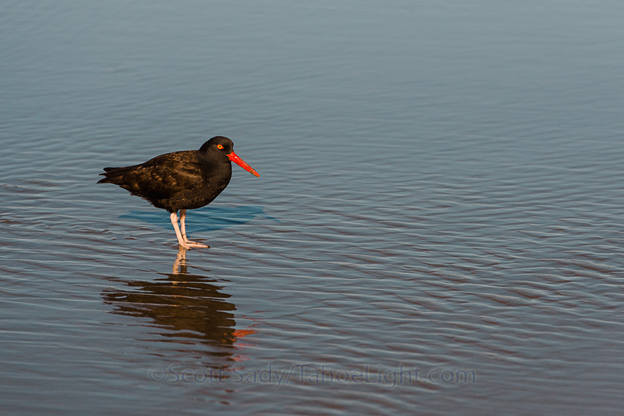 Monique loves birds, so she spent most of her time photographing the loud oyster catchers that roamed the shoreline