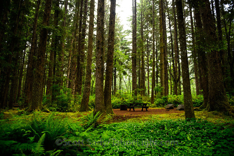 most of the campsites in the various loops at Patricks Point campground felt like camping in the redwoods