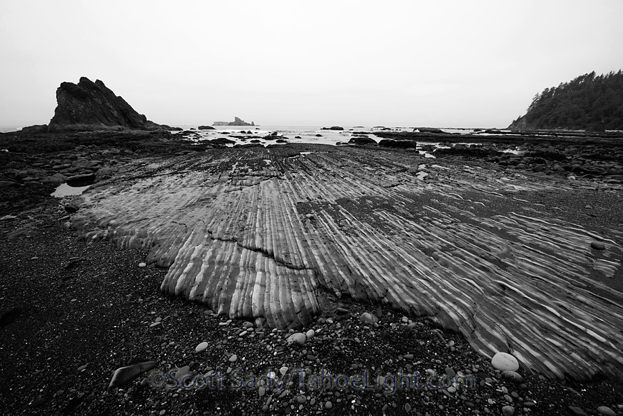 Olympic wilderness shoreline