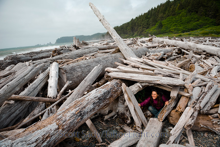 Driftwood tree housing at La Push, Washington.