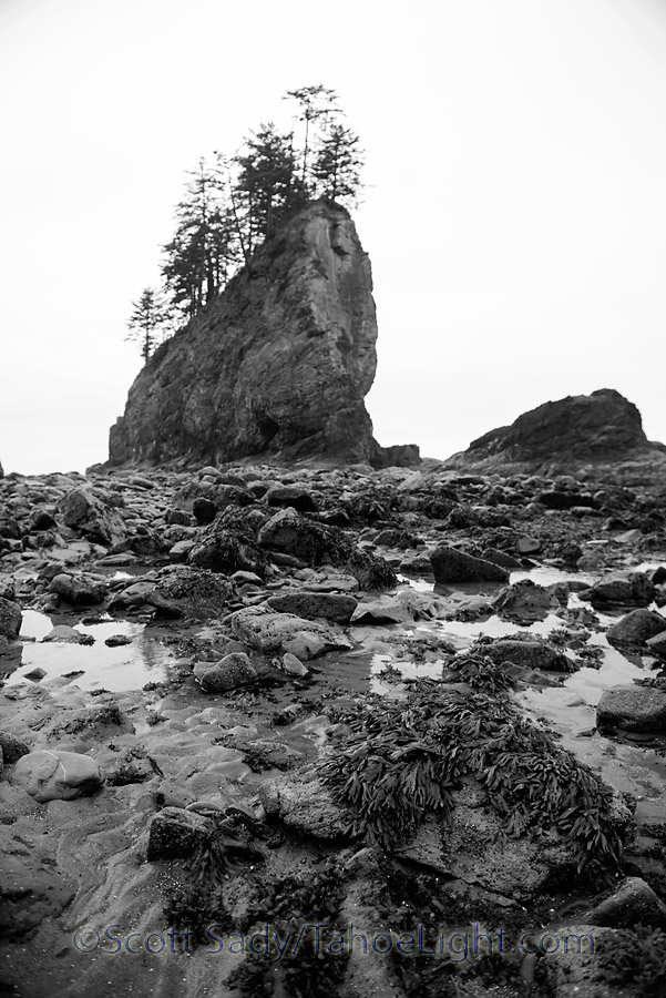 Olympic Wilderness coast