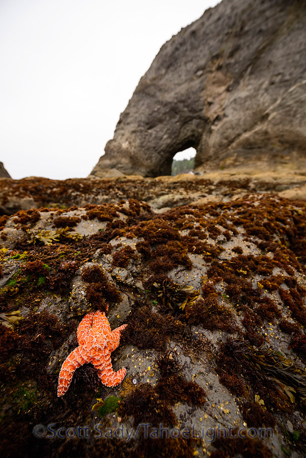The Arch
